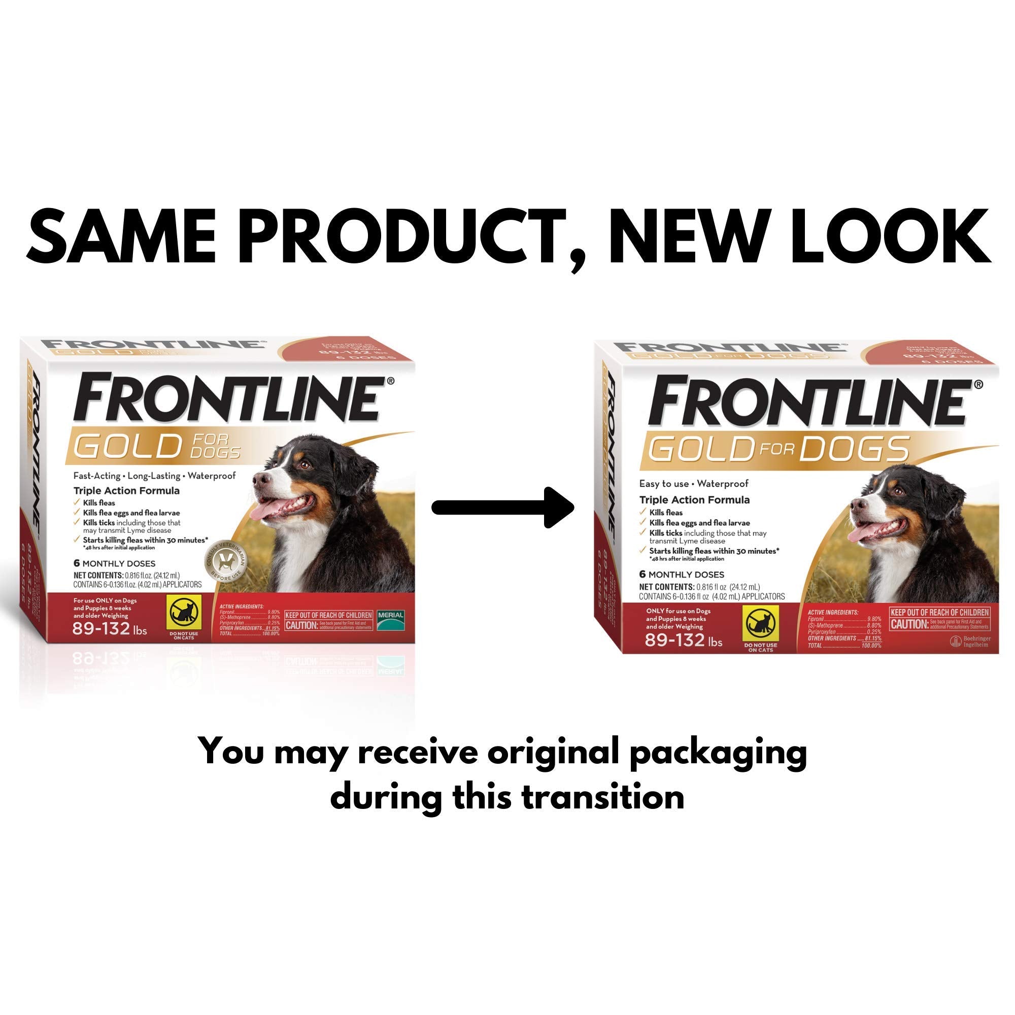 Application simple sur le dos des chiens avec la solution Frontline Gold.
