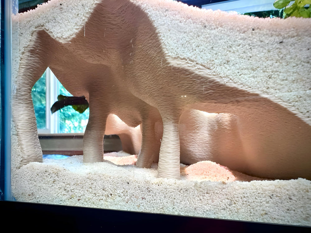 Teinte désert sable s’harmonise avec le substrat dans l’aquarium.