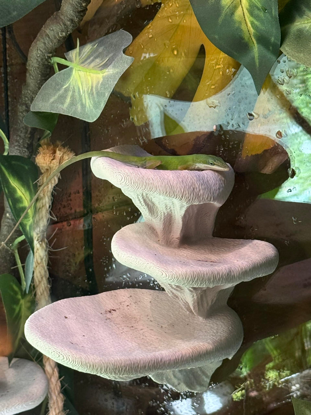 frosto création artisanale champignon terrarium — pièce unique pour personnaliser l'habitat.