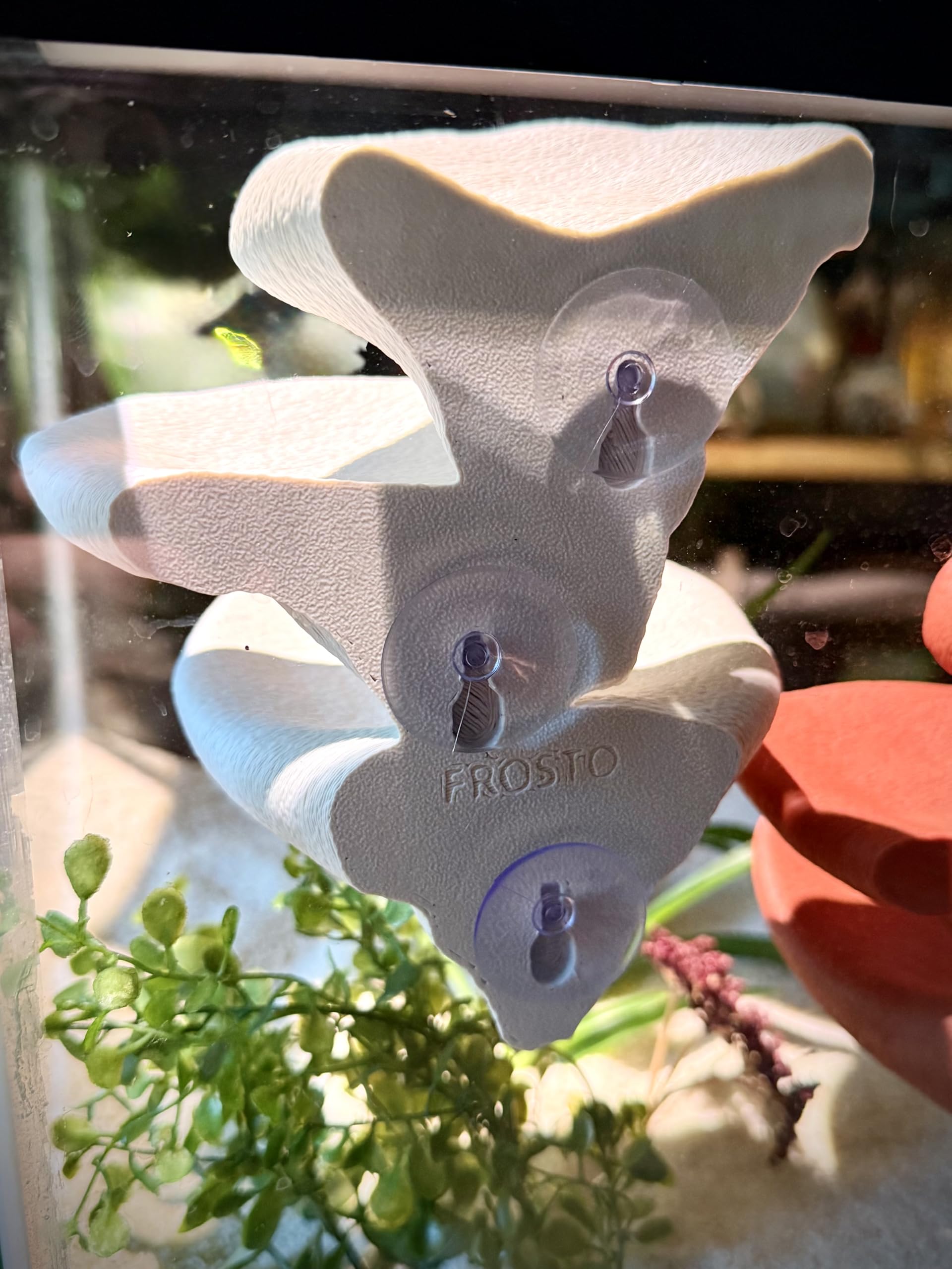 frosto design naturel champignon terrarium — apport décoratif et enrichissement visuel.