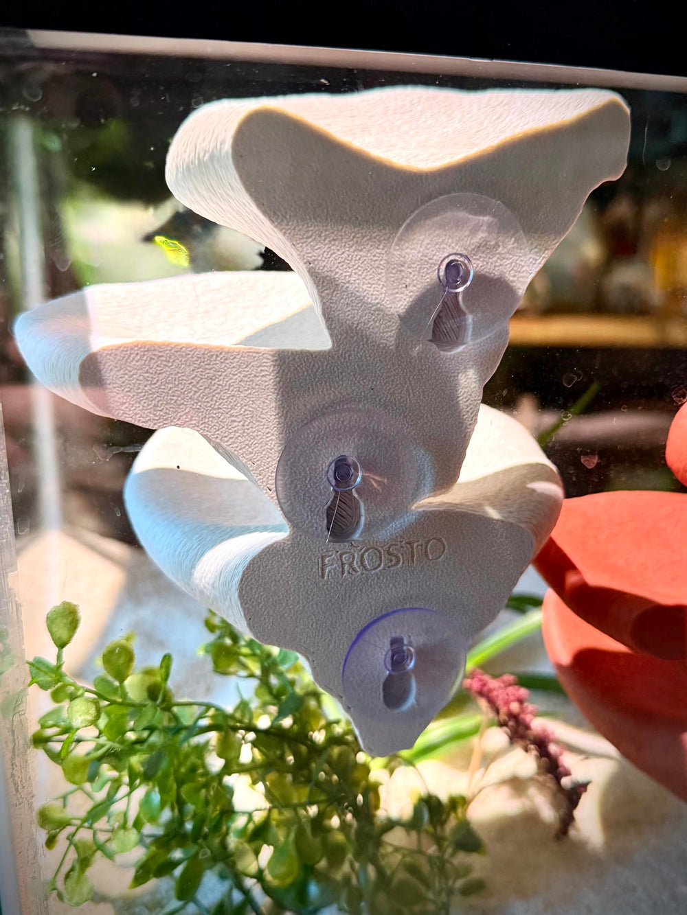 frosto design naturel champignon terrarium — apport décoratif et enrichissement visuel.