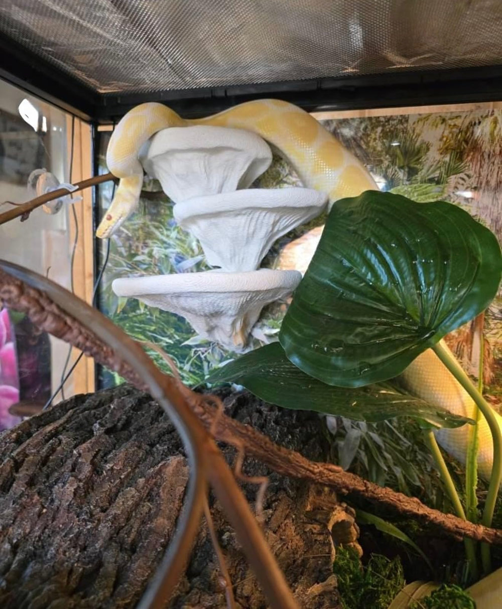 frosto étagère grande champignon terrarium — surface adaptée pour geckos adultes.