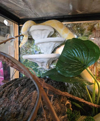 frosto étagère grande champignon terrarium — surface adaptée pour geckos adultes.