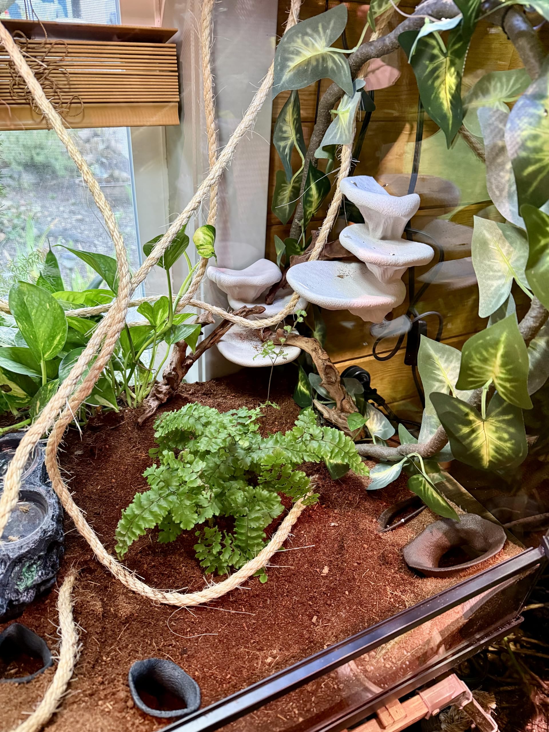 frosto usage reptiles amphibiens champignon terrarium — idéal pour escalade et exploration verticale.
