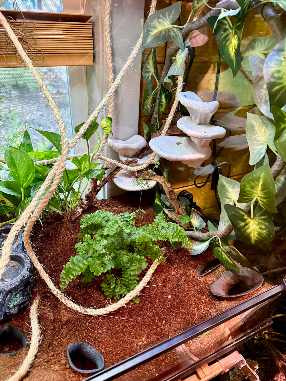 frosto usage reptiles amphibiens champignon terrarium — idéal pour escalade et exploration verticale.