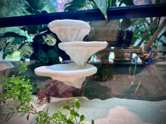frosto ventouse montage champignon terrarium — fixation facile et repositionnable.