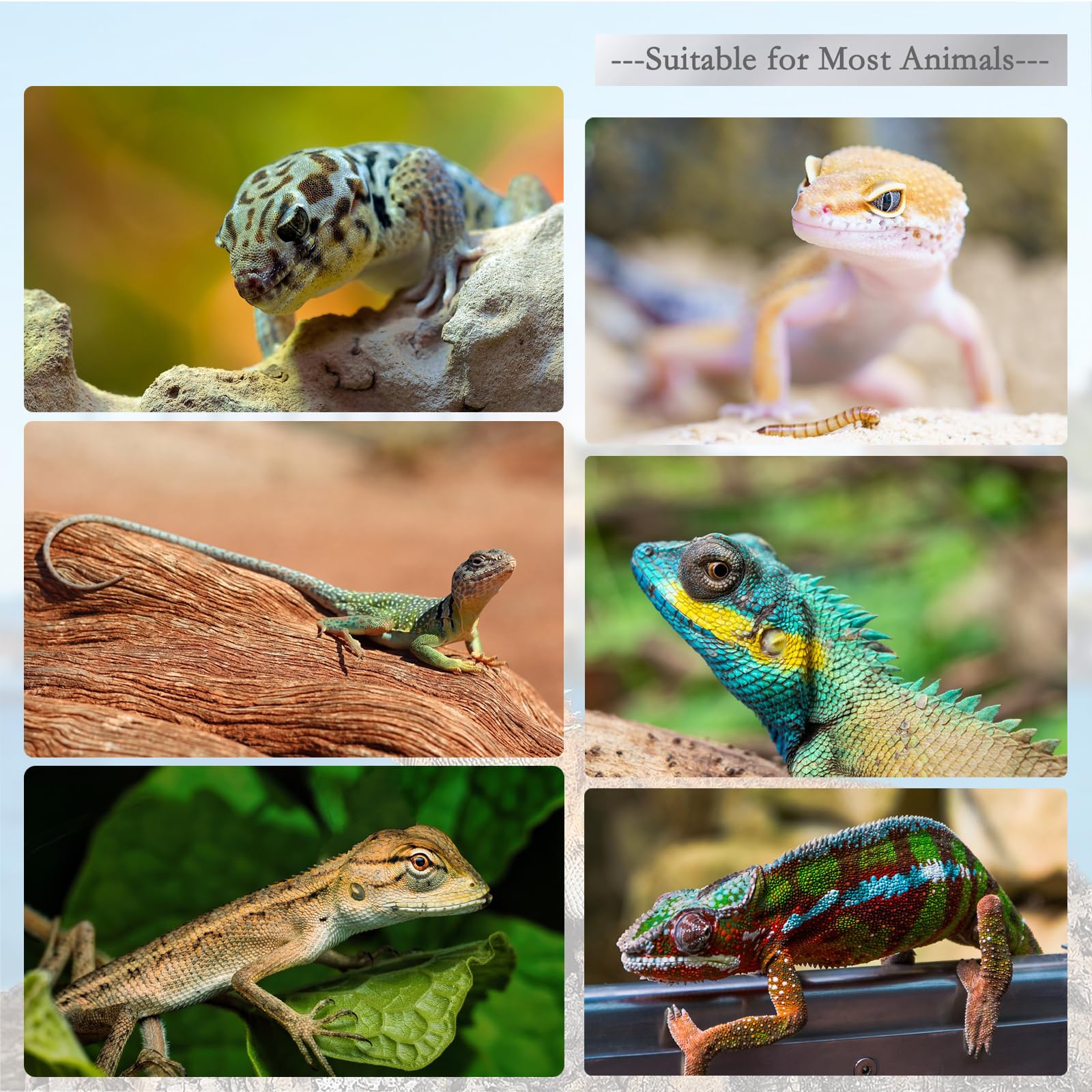 FUATY accessoire nourriture reptile: idéal pour les interactions quotidiennes avec votre animal.