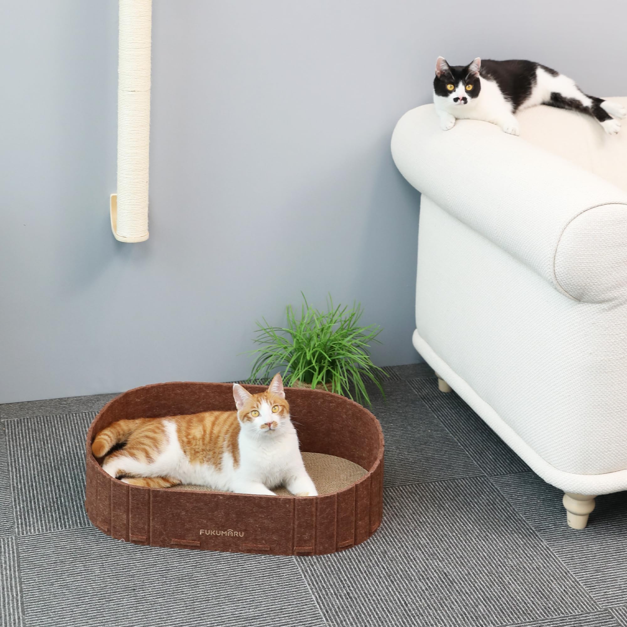 Idéal pour plusieurs chats, espace partagé et convivial