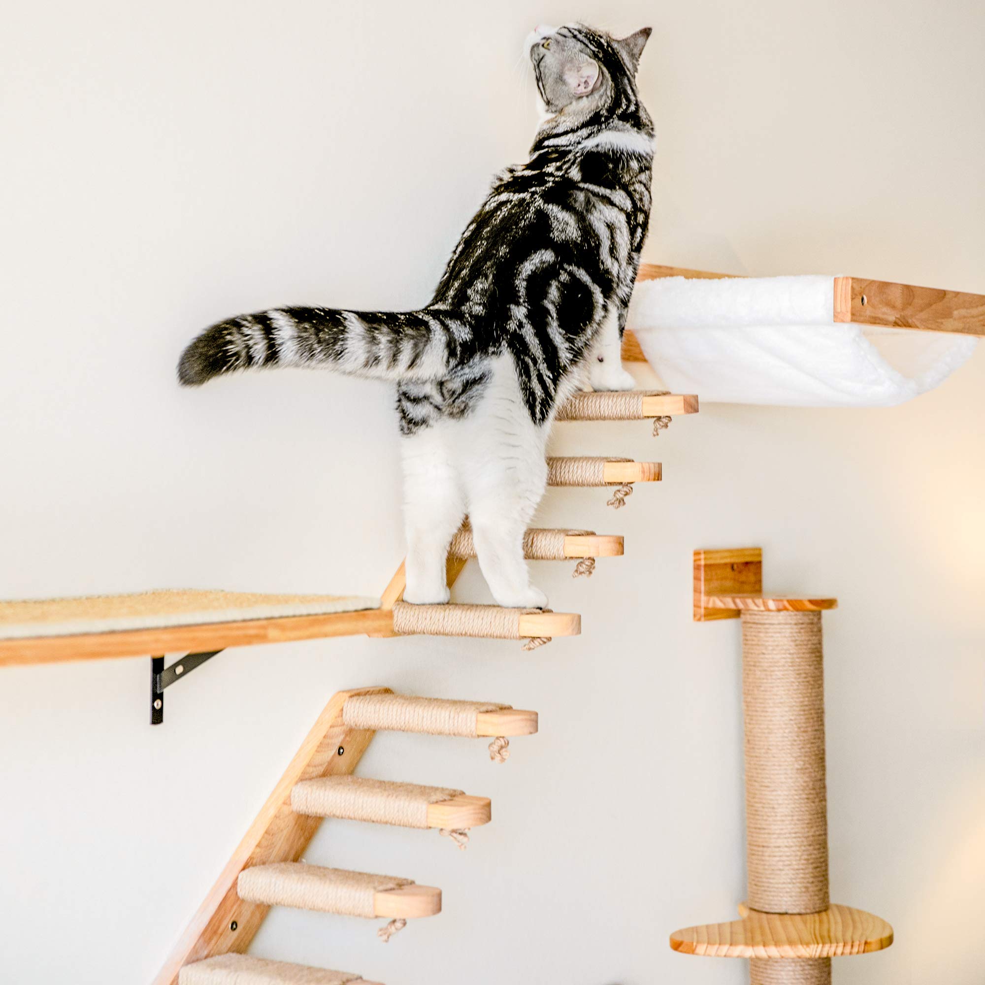 FUKUMARU usage quotidien pour chats d intérieur.