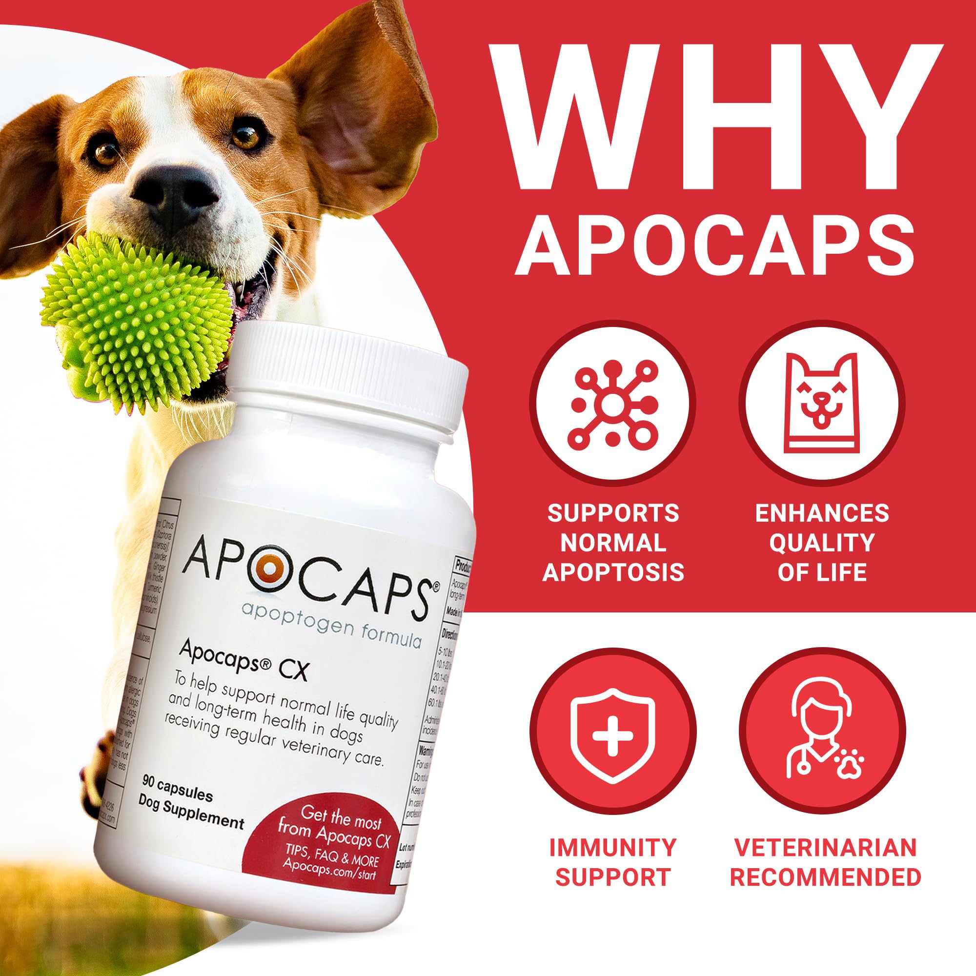 Functional Nutriments Apocaps CX – capsules dans la boîte, dosage simple pour chiens.