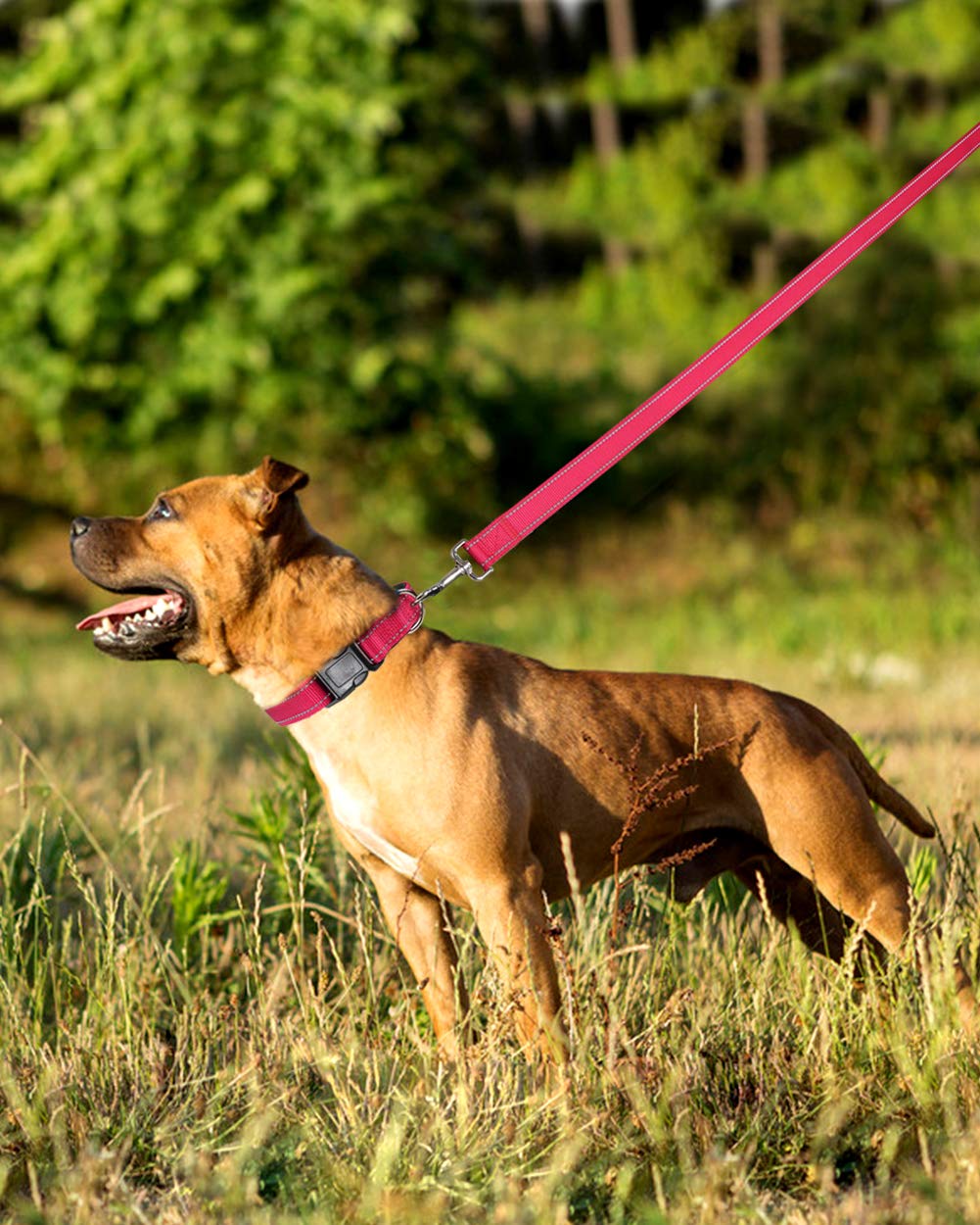 FunTags longe 1 pouce en nylon robuste adaptée pour grands chiens.