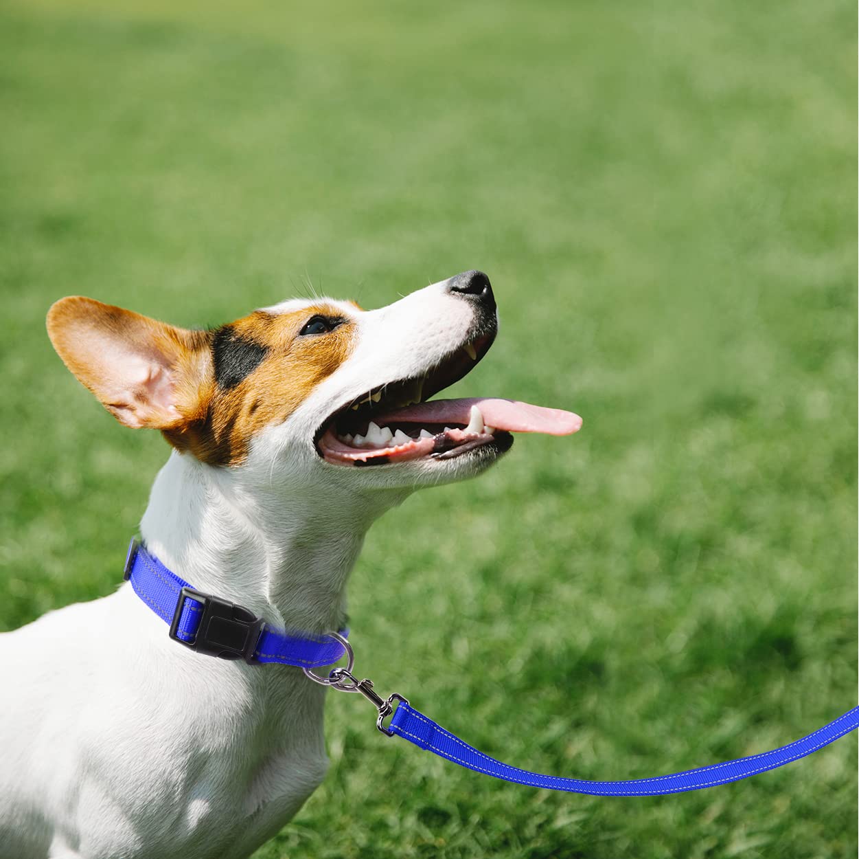 FunTags longe: bleu royal, longueur adaptée pour chiens moyens et grands.