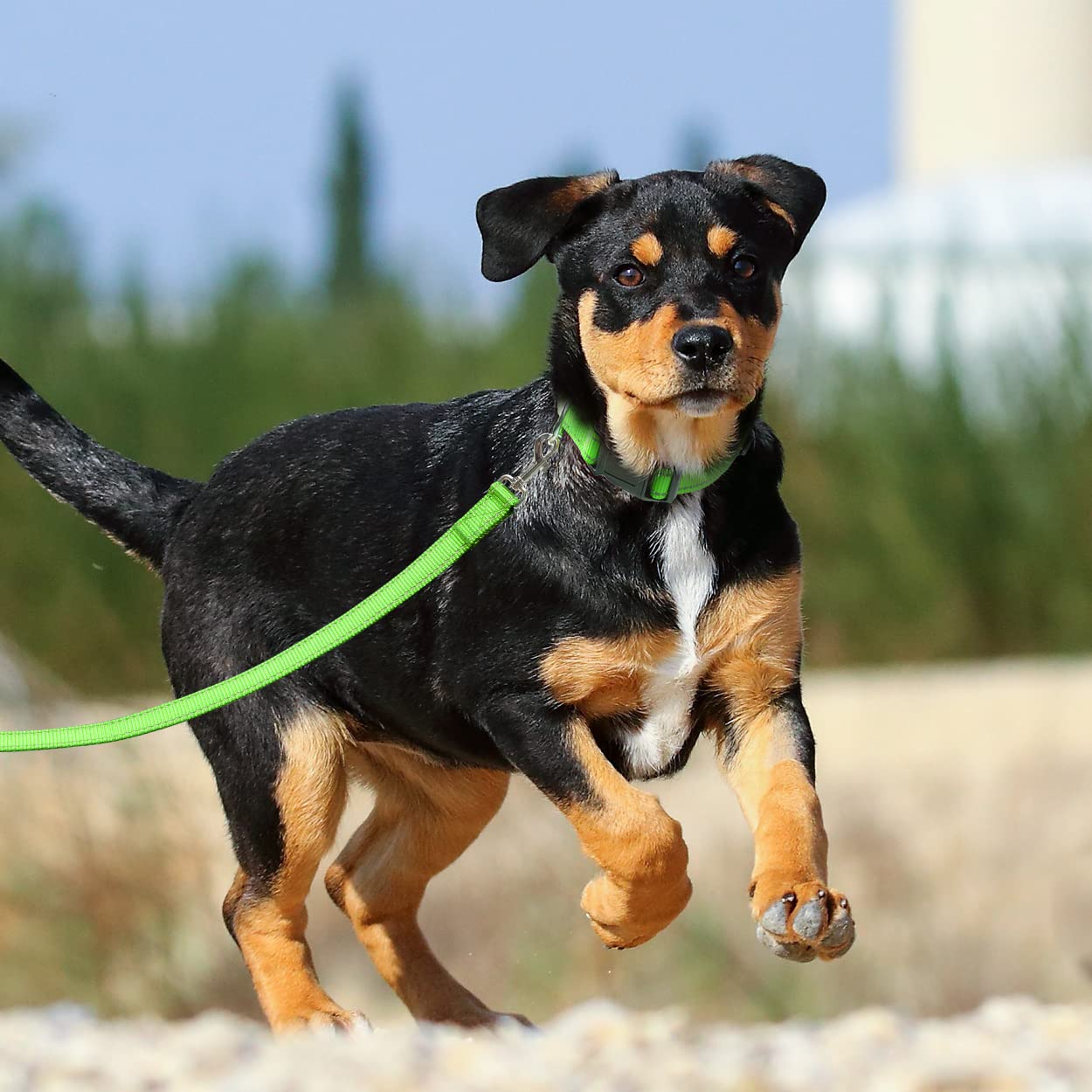 Longueur de 6 pieds et largeur adaptée en fonction de la taille du chien.