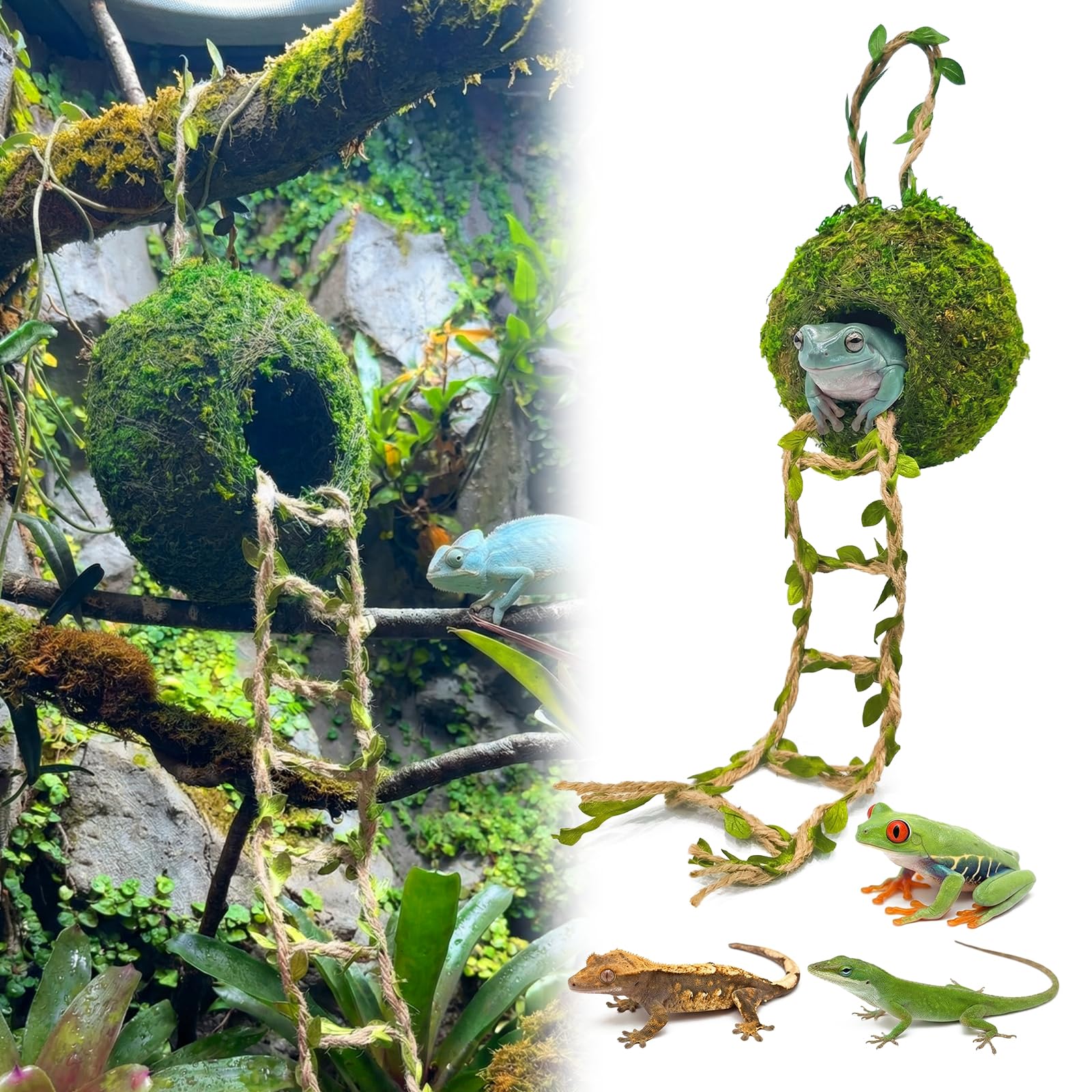 Funtinshdy caverne-mousse suspendue, refuge naturel pour reptiles arboricoles.