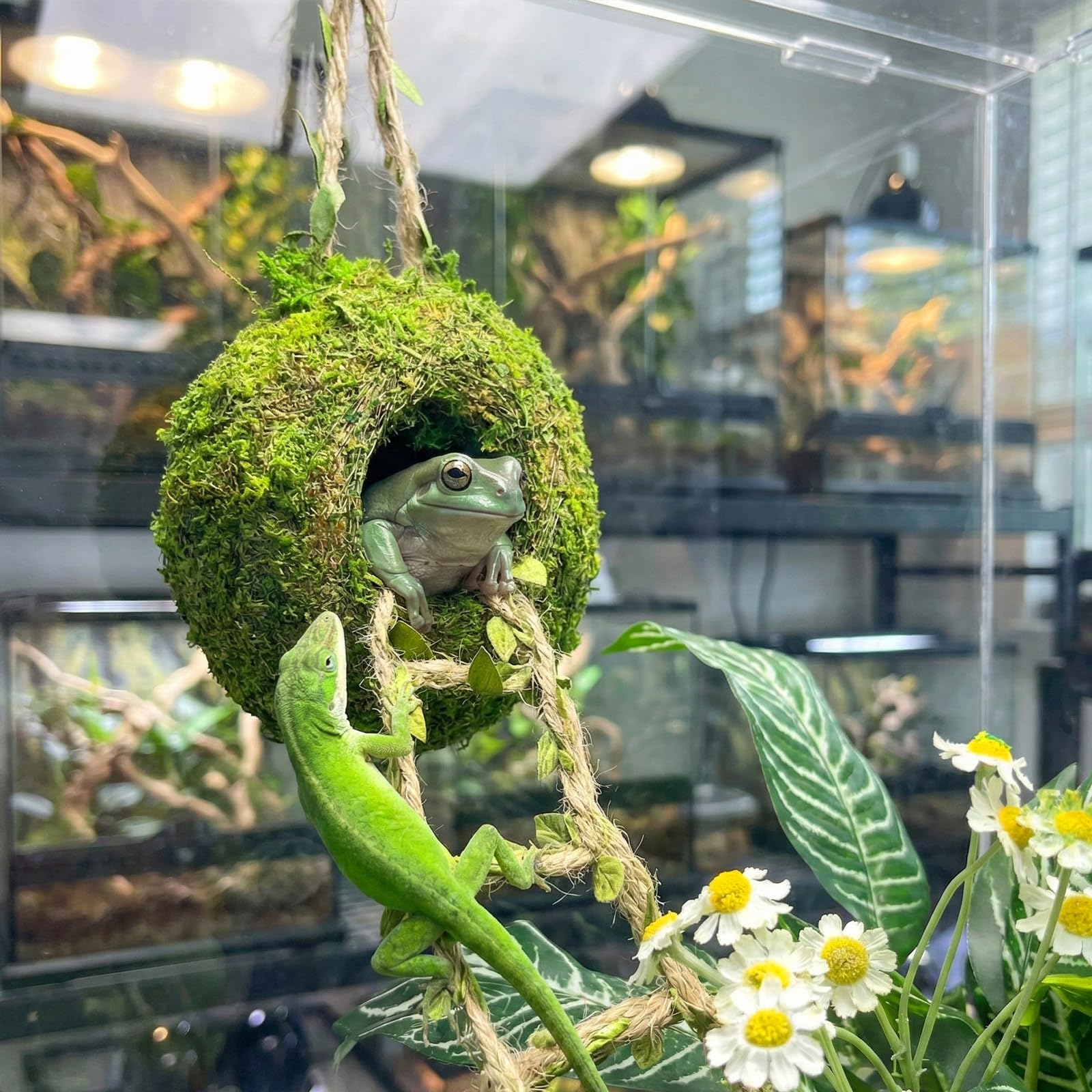 Funtinshdy usage-gecko, chemin naturel du sol au nid.