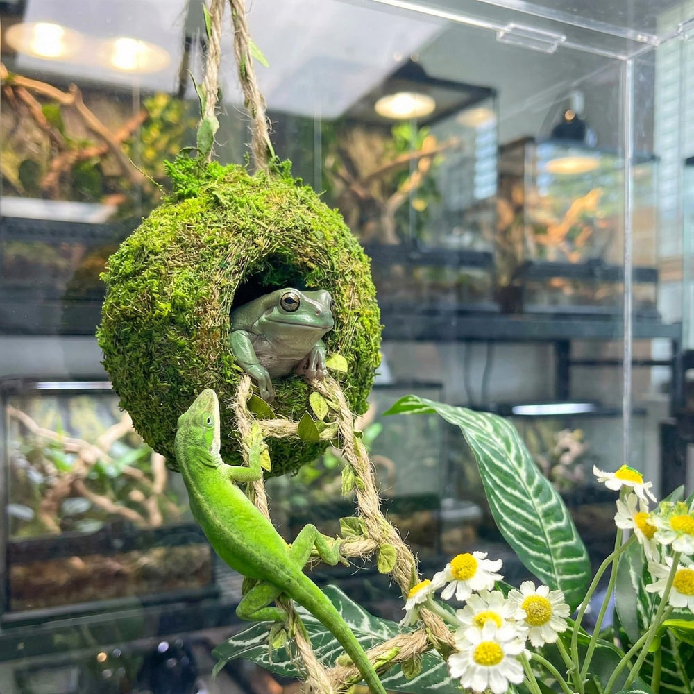 Funtinshdy usage-gecko, chemin naturel du sol au nid.