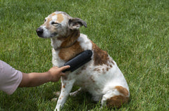 FURemover Plus : brosse douce pour chiens et chats pour un soin autour du visage.