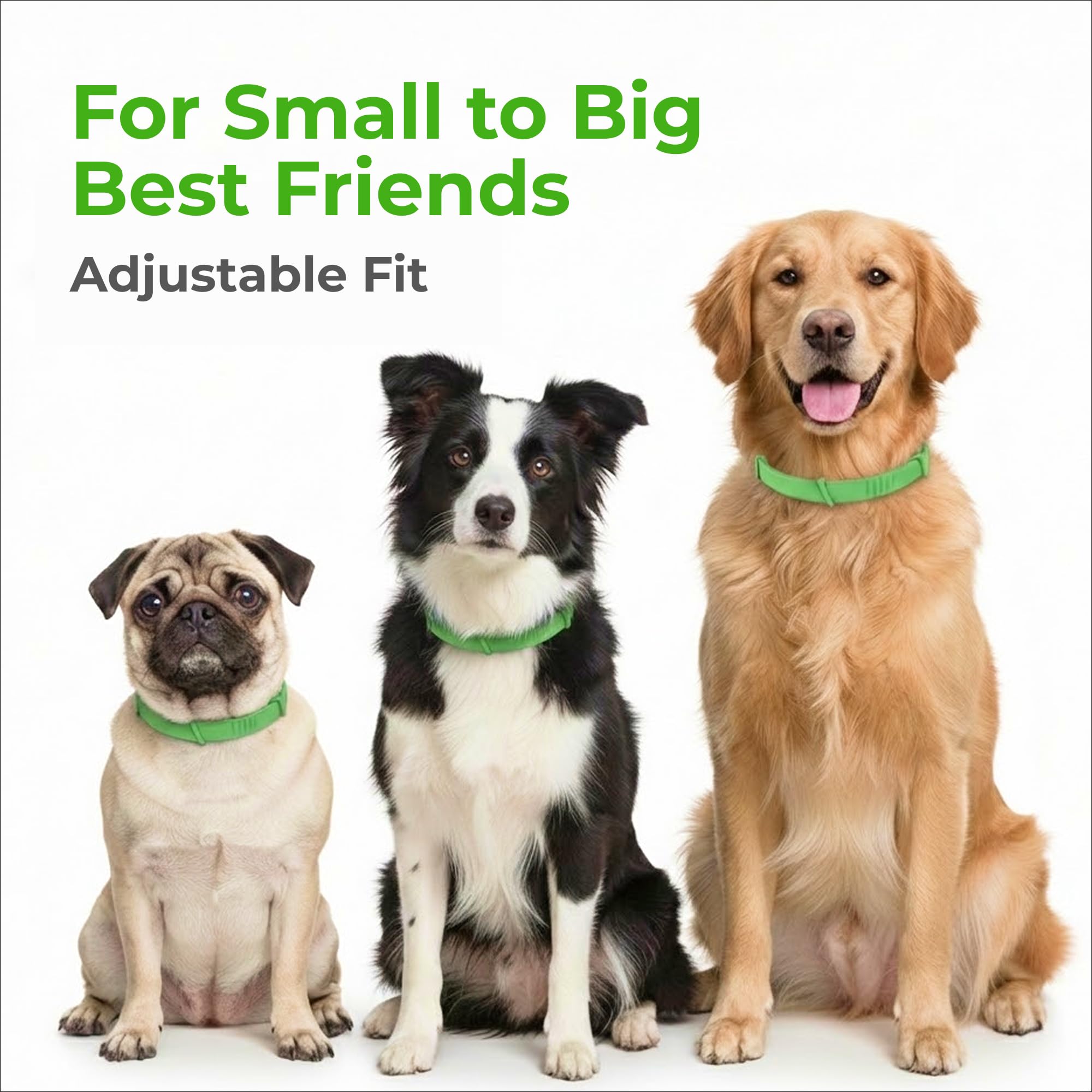 Le FurLife collier-chien actif en extérieur convient aux sorties quotidiennes.