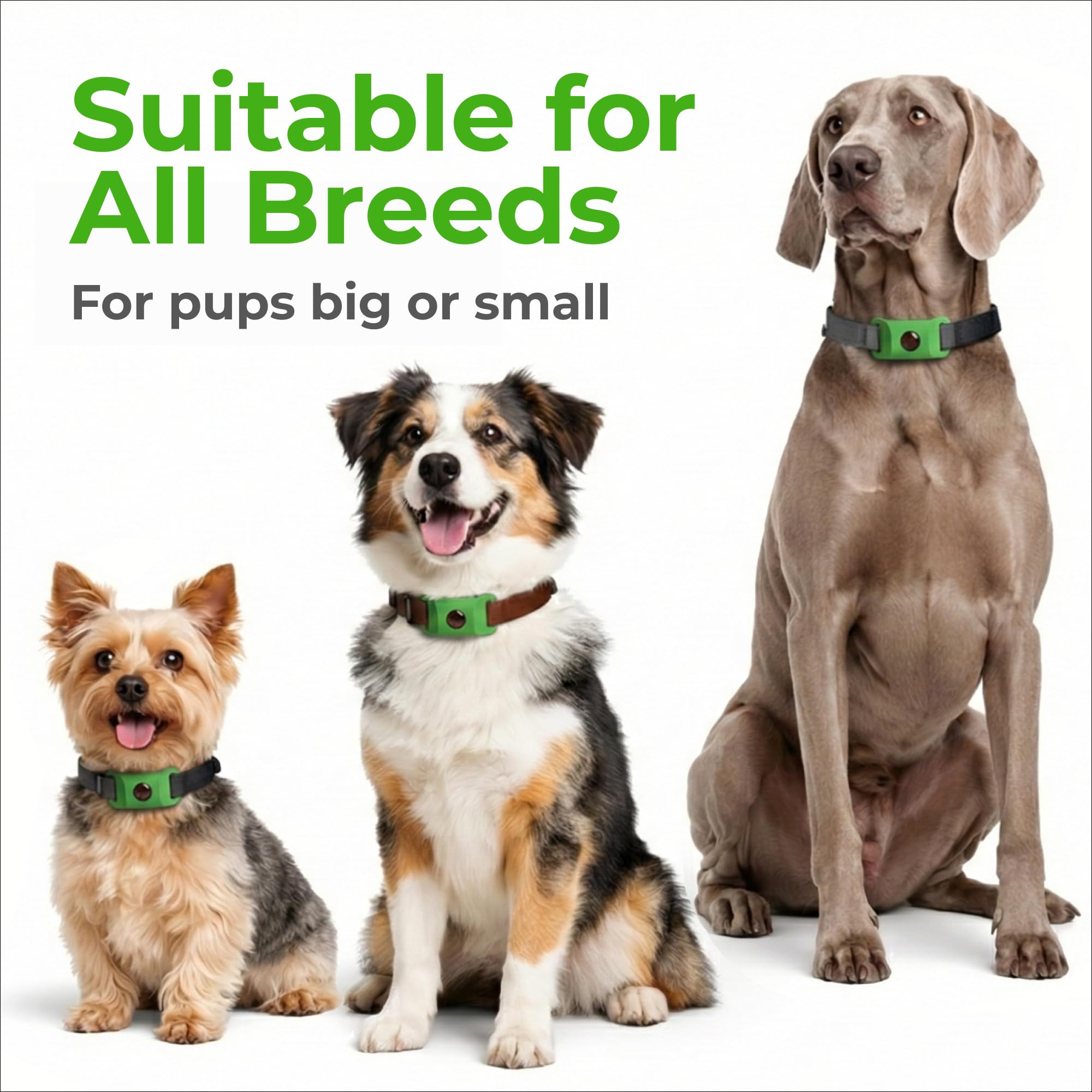 FurLife tag-chien-attache-simple, montage rapide sans outil.
