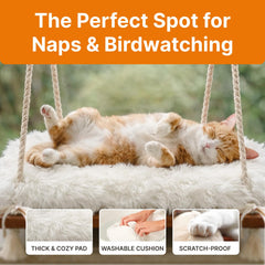 Capacité de 42 lb démontrée, sécurité renforcée pour chats actifs.