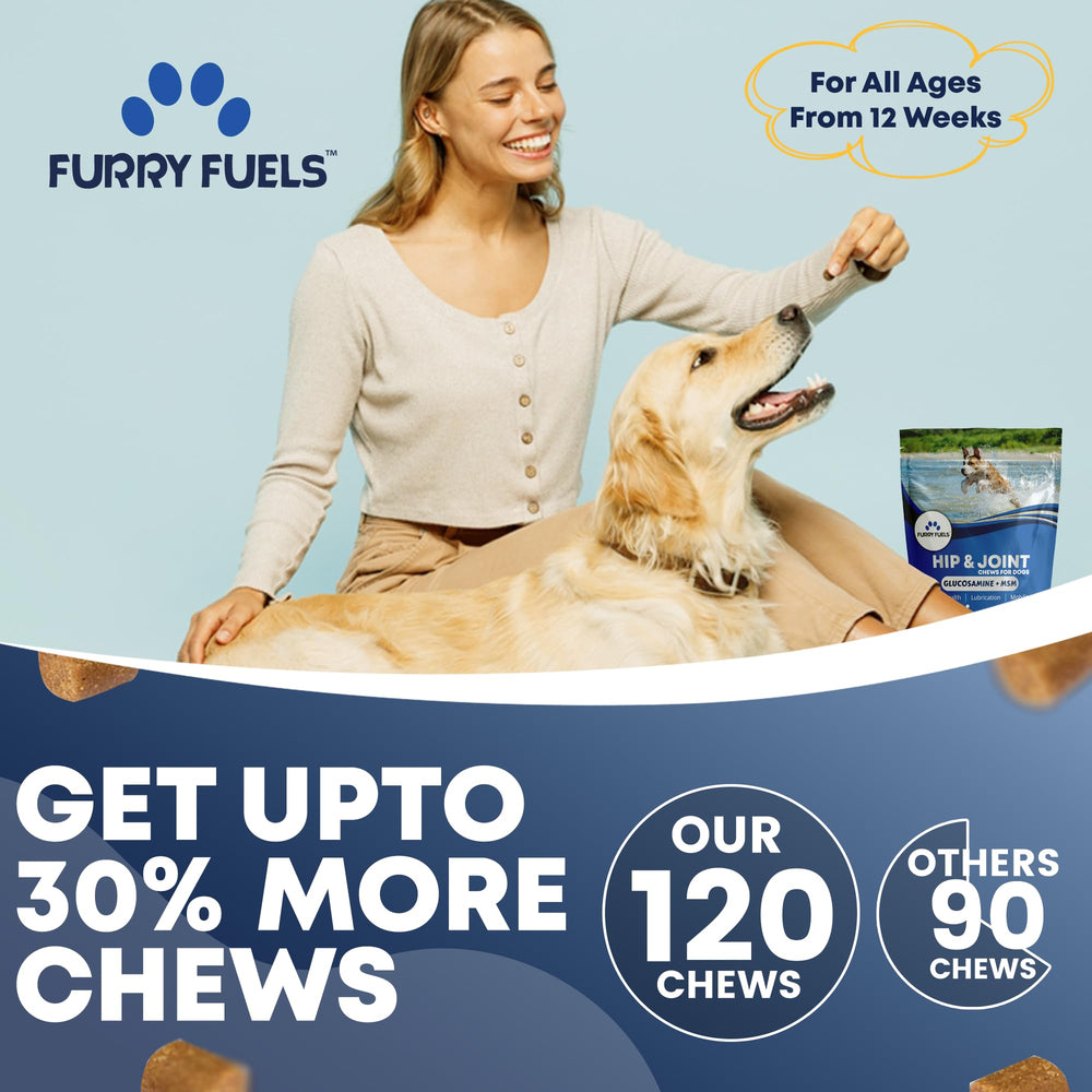 Chien senior avec Furry Fuels — confort et mobilité au quotidien.