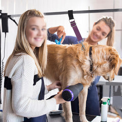 FURSDOLY bande de retenue pour toilettage, sécurité renforcée.