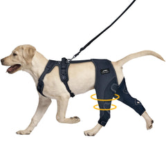 Furtent attelle-genou-chien: soutien stable pour la patte arrière.
