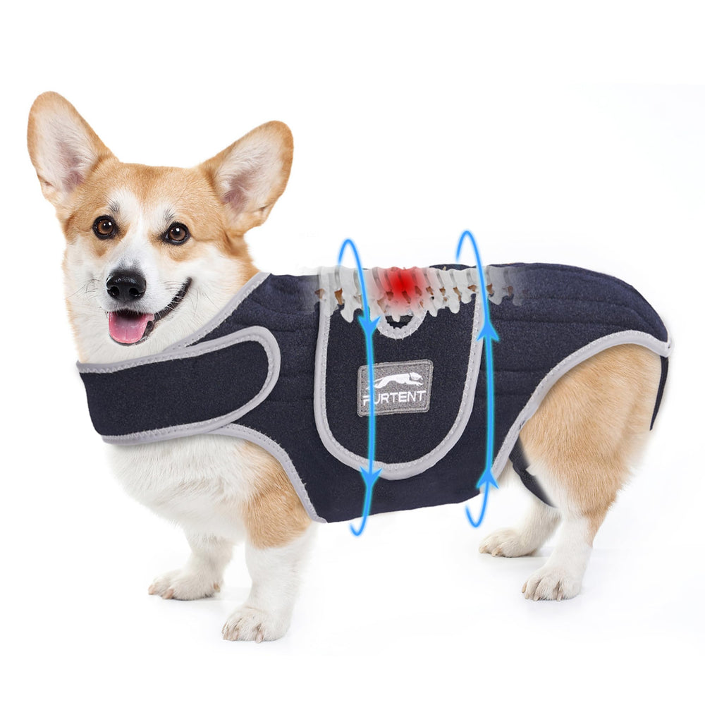 Furtent orthèse dorsale pour chien IVDD de profil pour sorties en sécurité