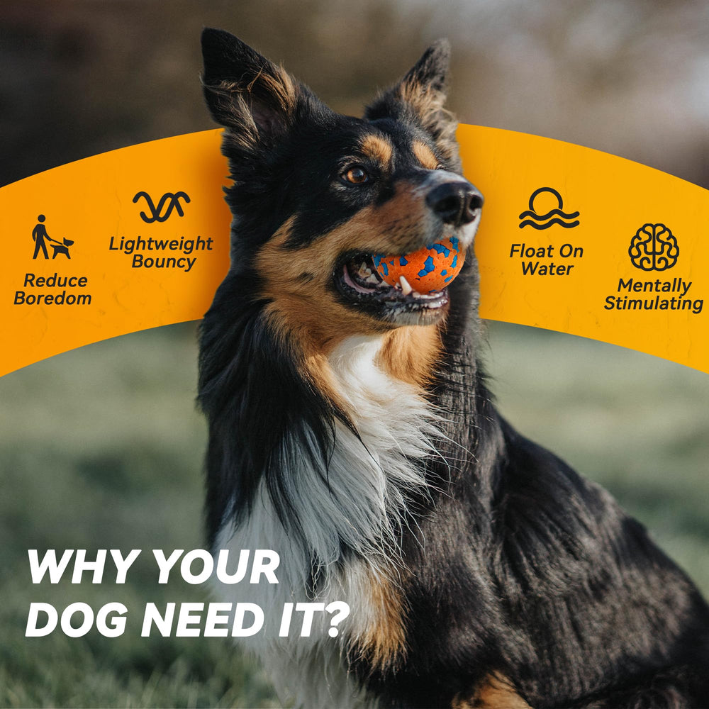 Conçu pour tous les chiens, du petit au grand, avec supervision recommandée.