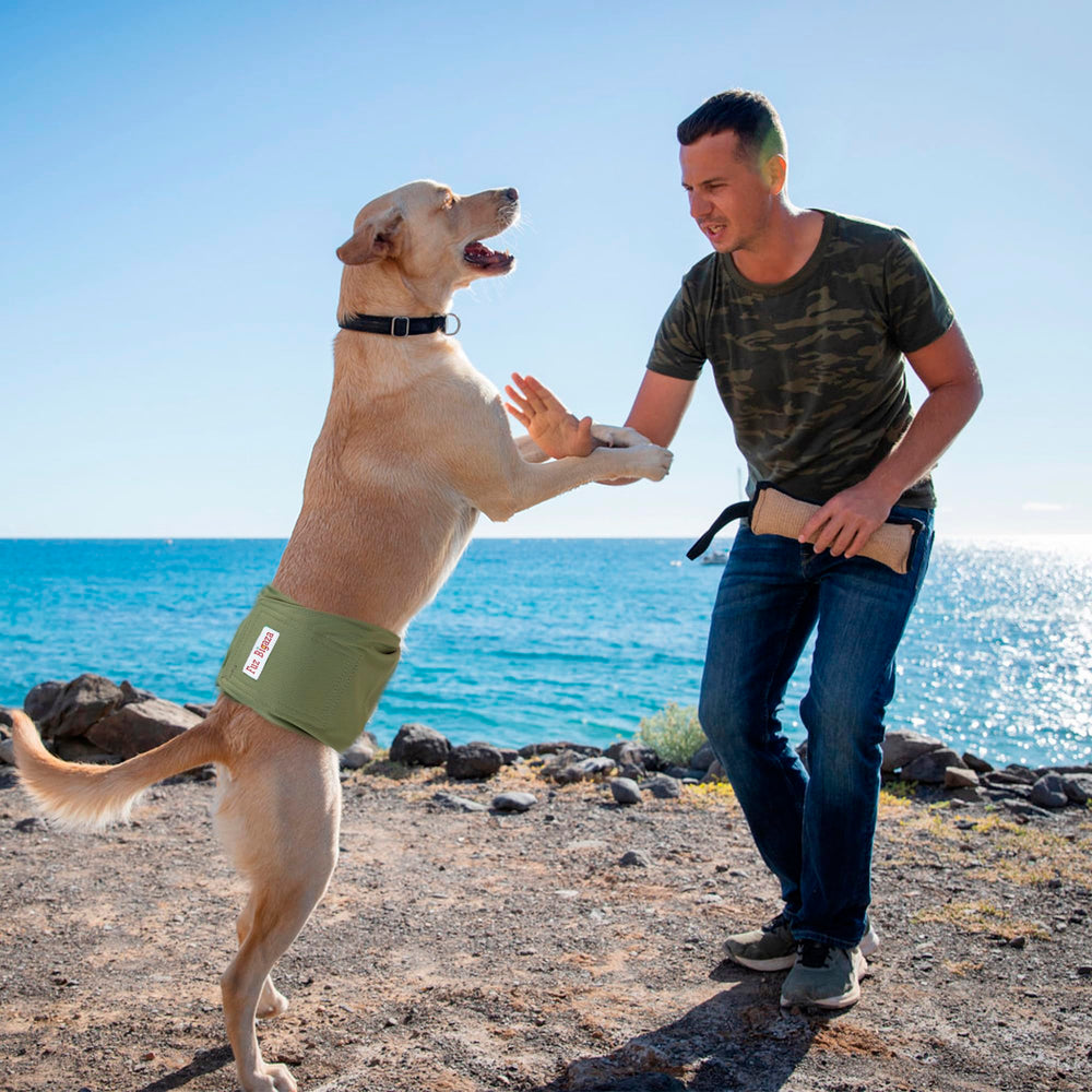 Fuz Bigaza – guide des tailles chien pour un ajustement optimal.