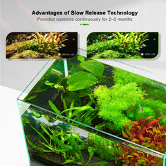Absorption rapide des nutriments grâce aux tablettes FZONE, stimulant la croissance des plantes.