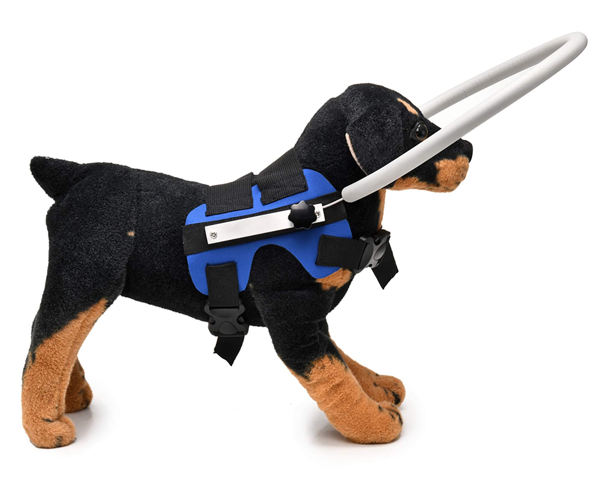 GabeFish anneau-guidage-leger-bleu-petit en promenade avec un chien.