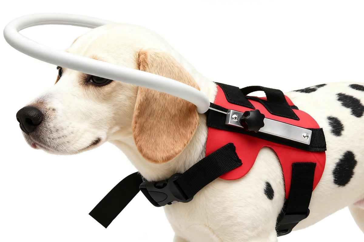GabeFish anneau-guide leger pour chiens et chats, facilite les déplacements quotidiens