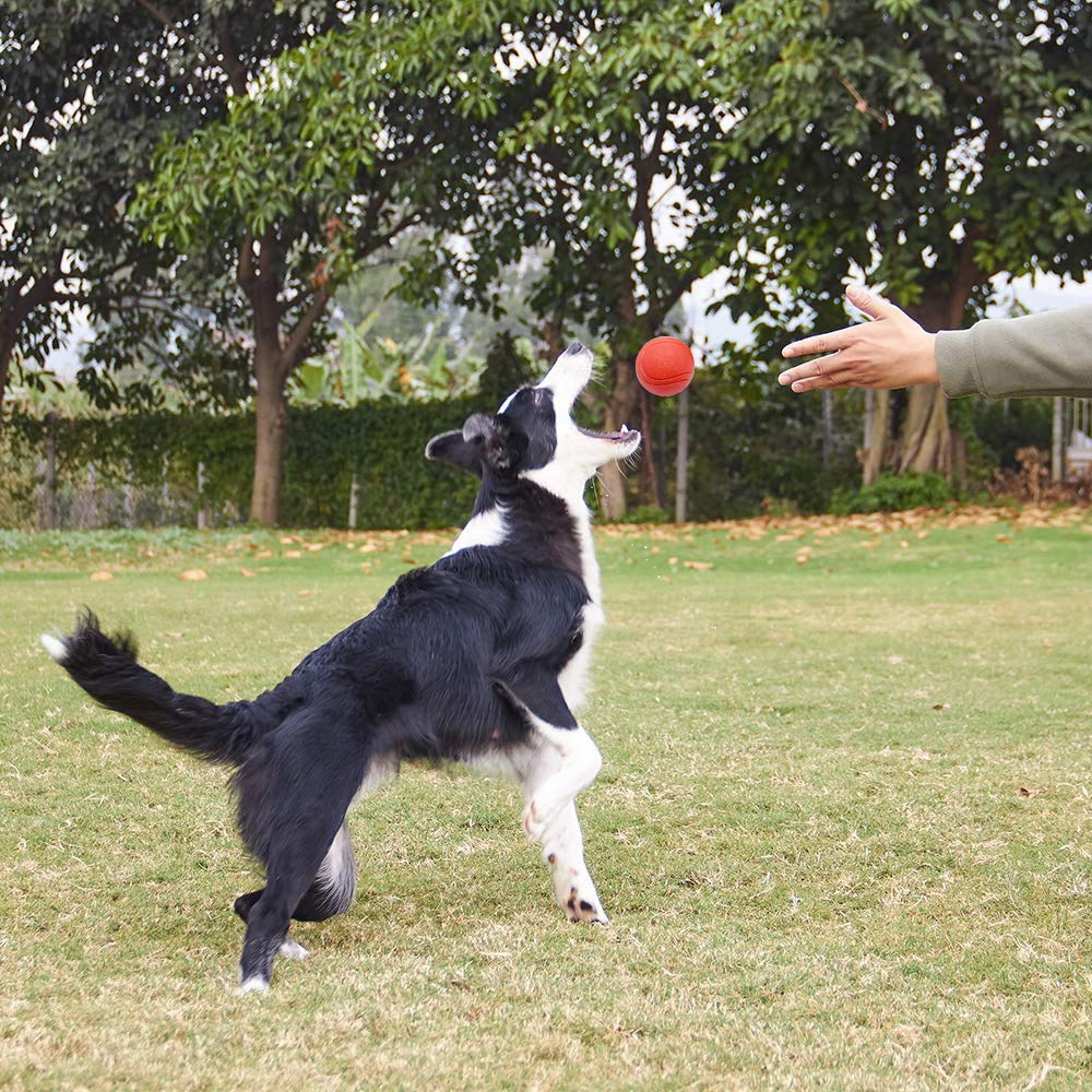 Balle GaesQae d'éducation interactive, aide à l'exercice musculaire du chien.