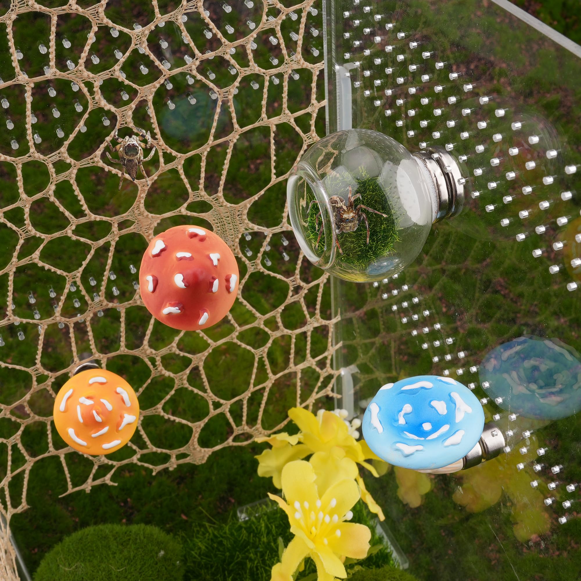 GAGILAND accessoires décoratifs pour arachnides sauteurs et observation