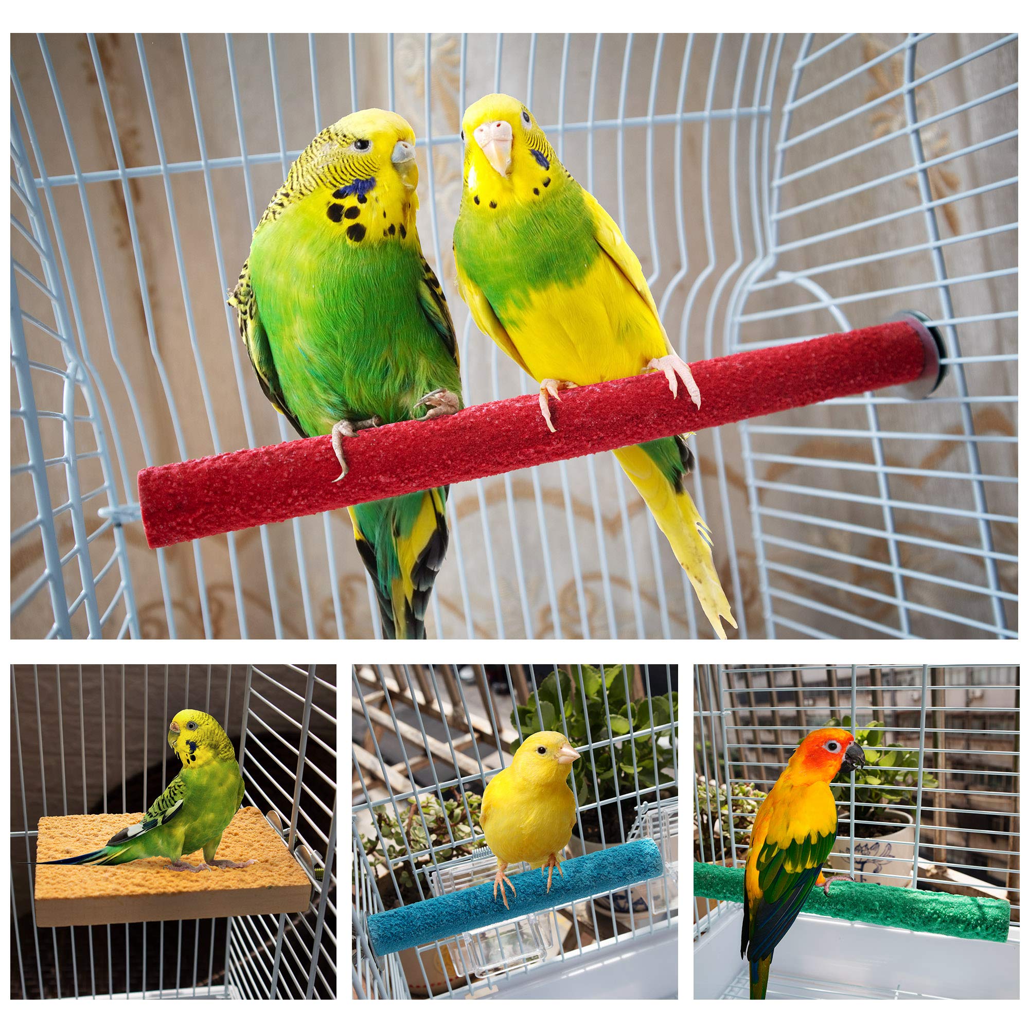 GAGILAND Compatibles petits et moyens oiseaux; parfait pour conure et perruche.