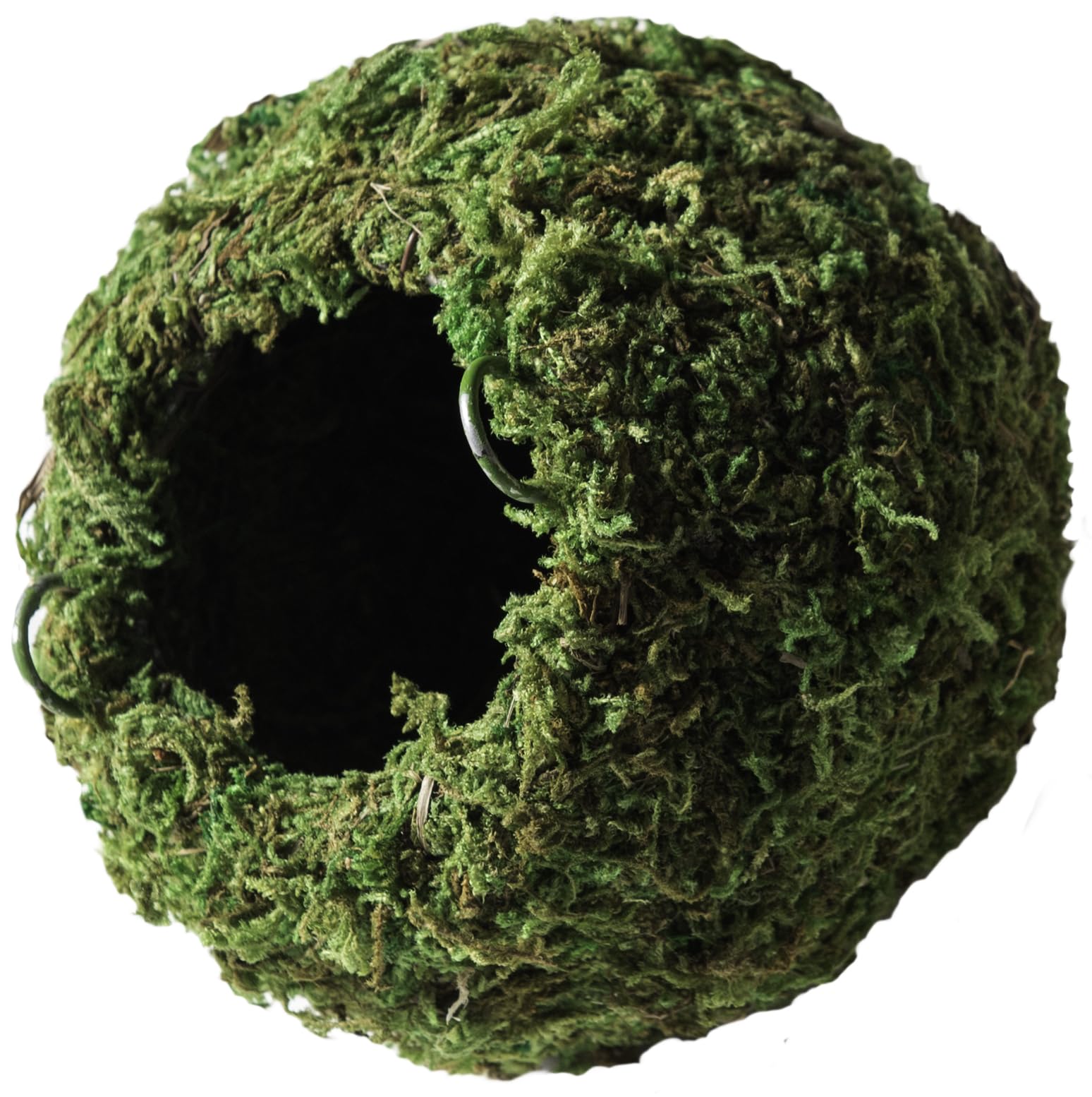 Galápagos cache grotte mousseuse 4 pouces Vert – refuge discret pour reptiles.