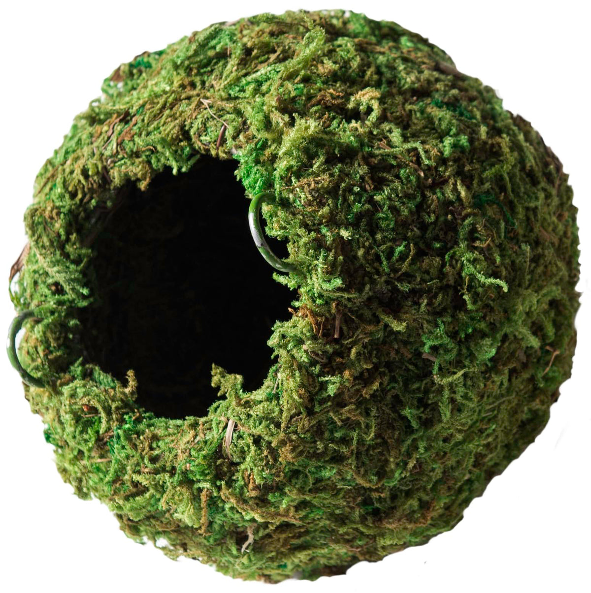 Galápagos cache grotte mousseuse 4 pouces Vert – refuge discret pour reptiles.