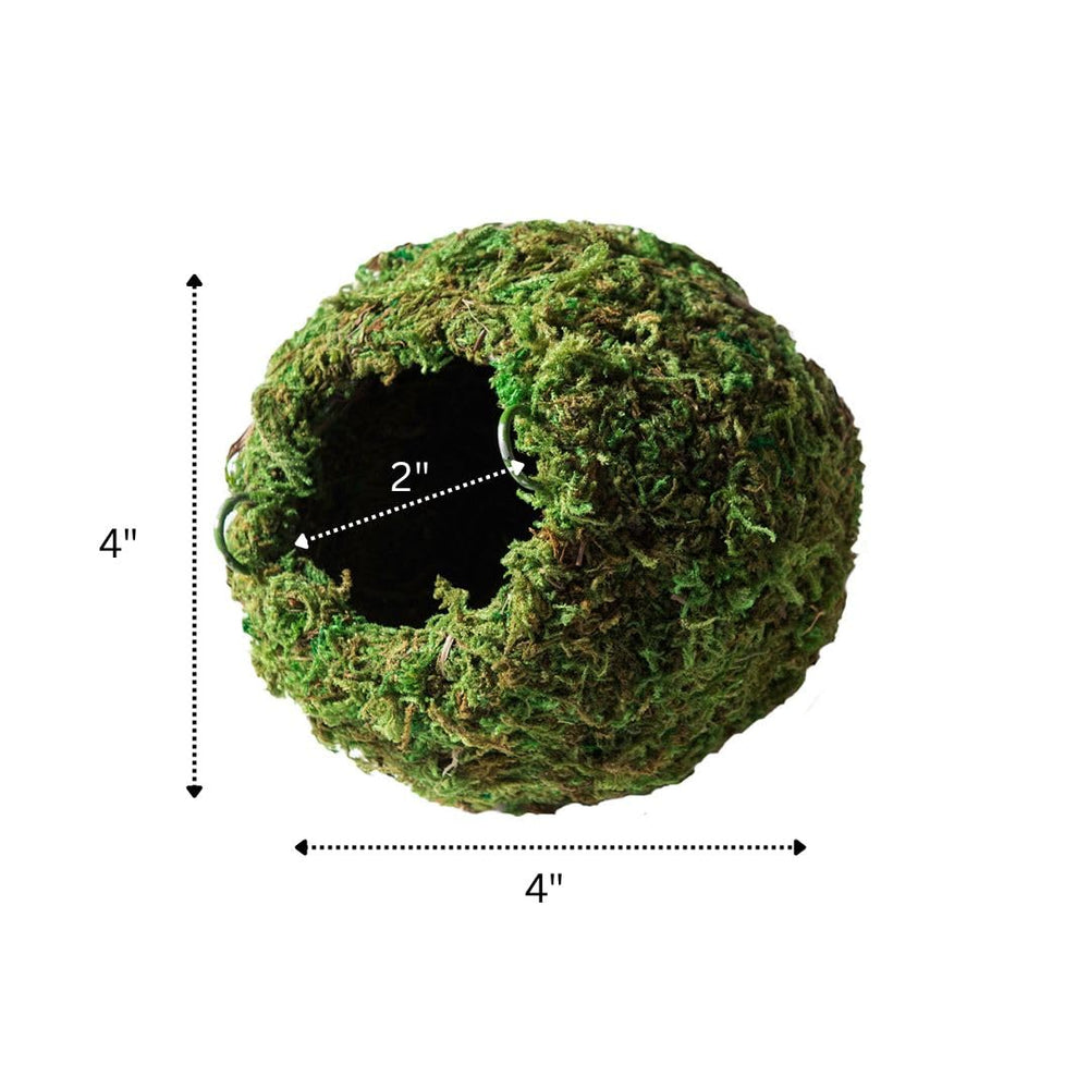 Galápagos cache grotte mousseuse accessoire terrarium Vert – résiste à l'humidité et UV.