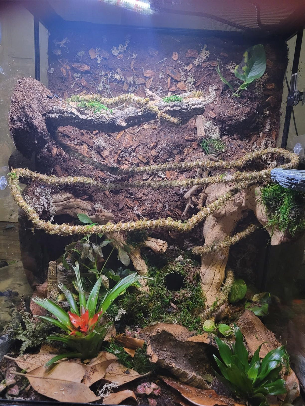 Galápagos cache grotte mousseuse décor Vert – améliore le paysage et l'enrichissement du terrarium.