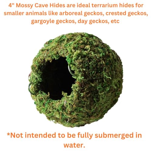 Galápagos cache grotte mousseuse suspendue Vert – abri arboricole pour reptiles grimpeurs.