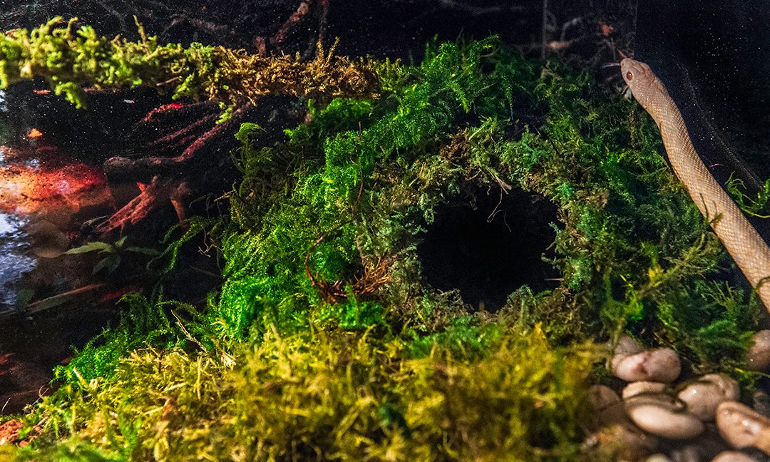 Galapagos cachette terrarium mousse verte pour repos.