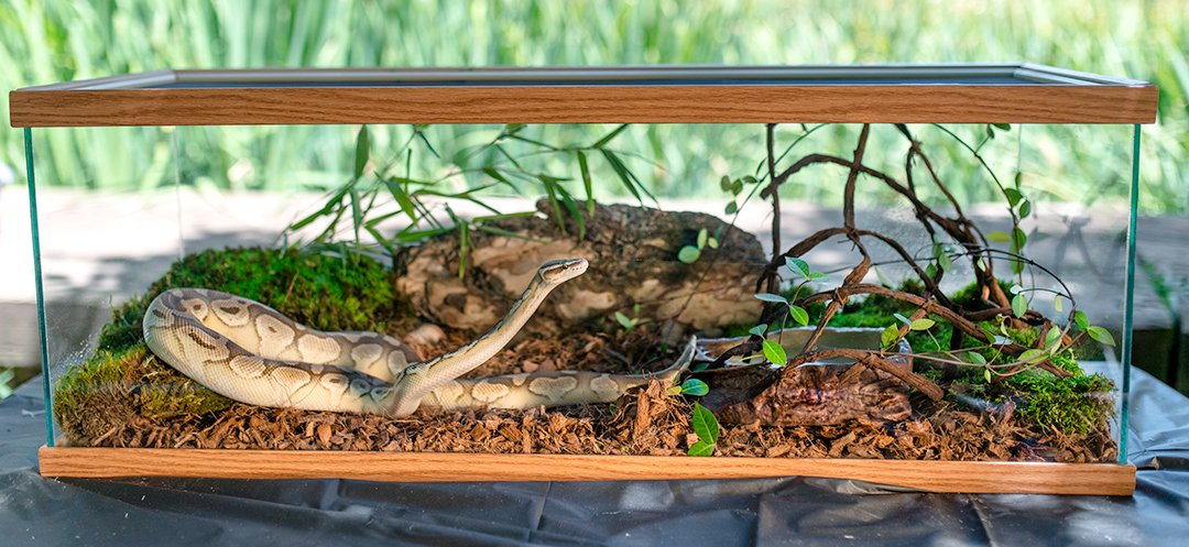 Galapagos Cypress Tank Mulch: écorce fine facilitant l'alimentation naturelle des reptiles
