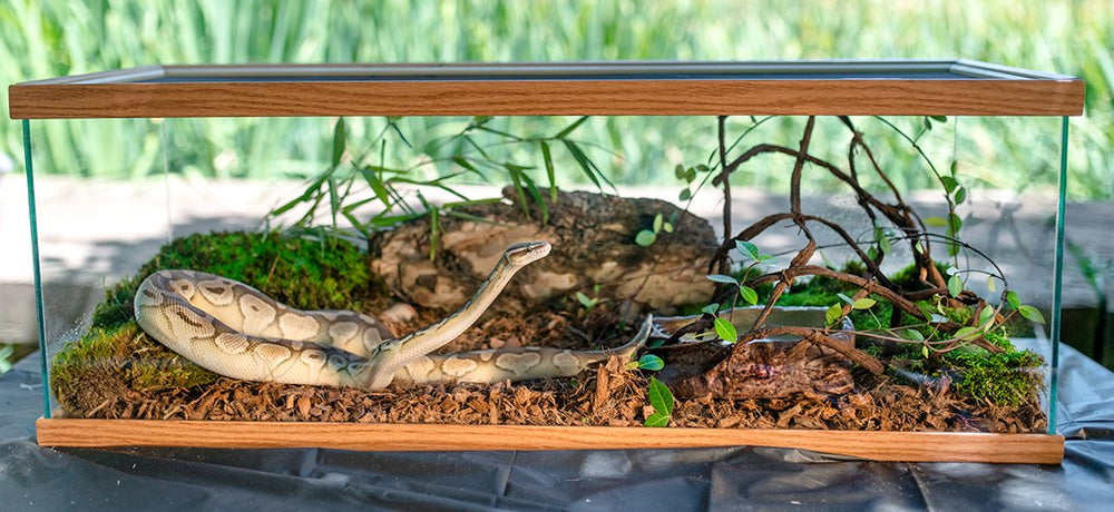 Galapagos Cypress Tank Mulch: écorce fine facilitant l'alimentation naturelle des reptiles