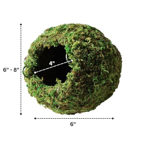 Galapagos decor terrarium mousse verte, cachette stable pour petits reptiles.