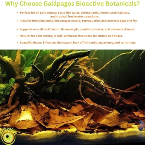Galapagos: écorce d’amande indienne offrant abri et nourriture naturelle pour poissons et crevettes