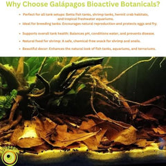 Galapagos: écorce d’amande indienne offrant abri et nourriture naturelle pour poissons et crevettes