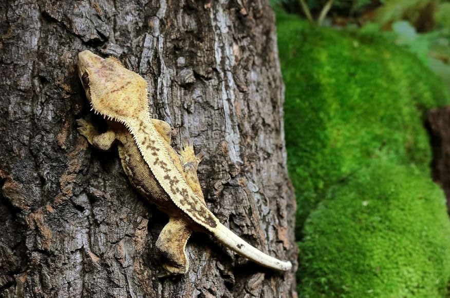 Galápagos écorce de liège naturel pour habitat tropical et humidité équilibrée
