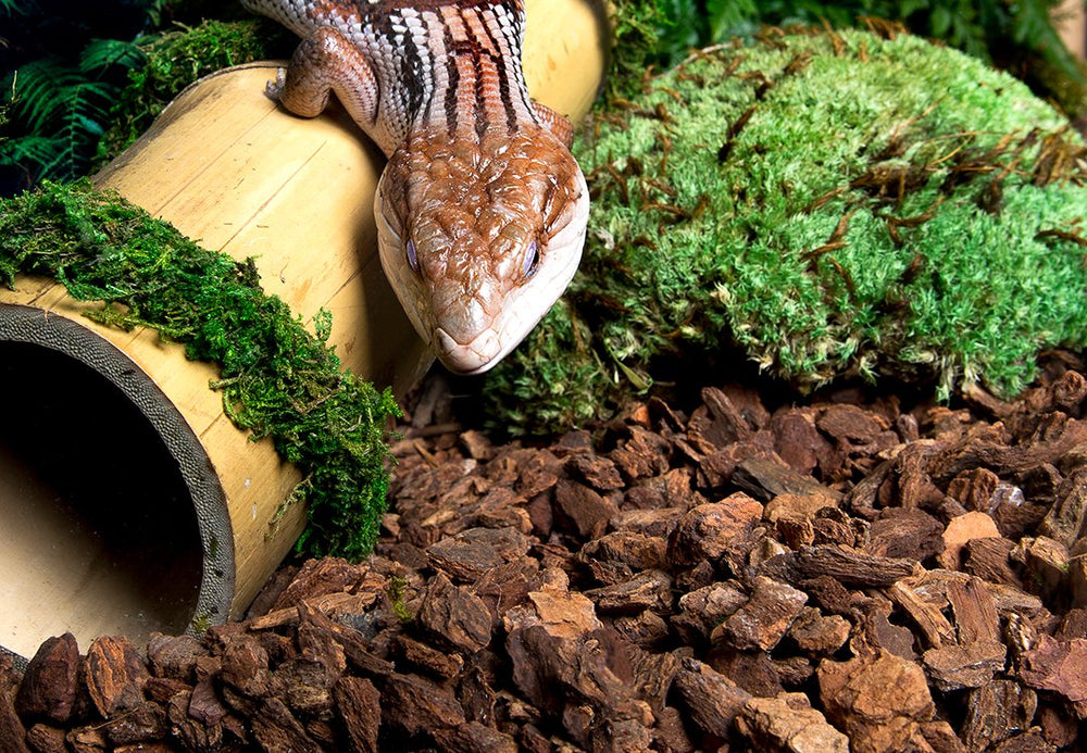 Galapagos litière d'écorce sans poussière, idéale pour un terrarium propre et sain.