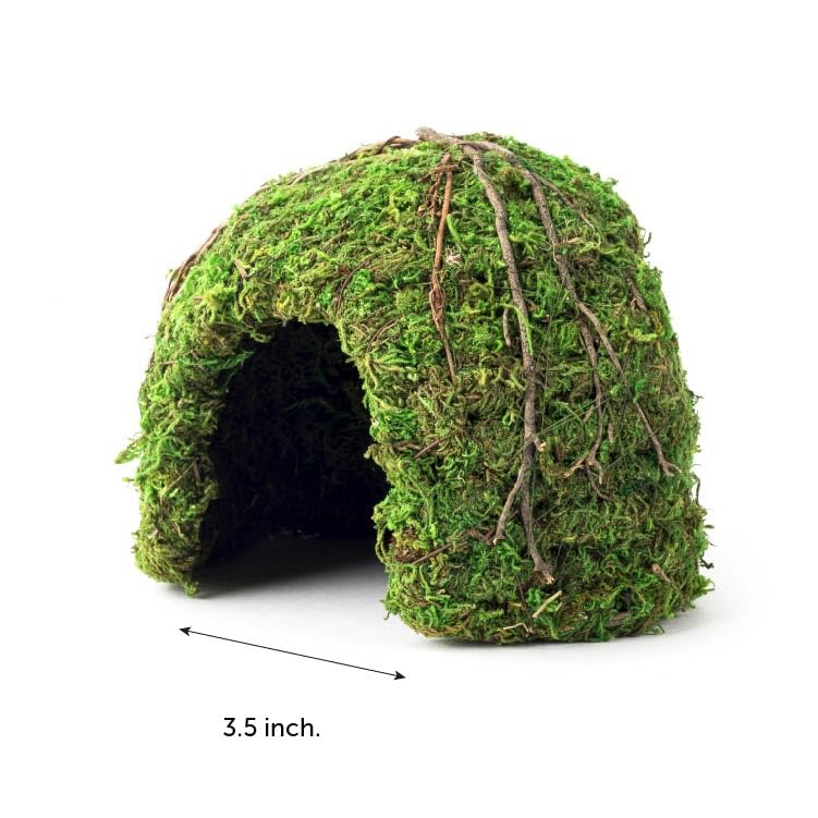 Galápagos Mossy Dome Hide – installé dans le terrarium pour une installation facile.